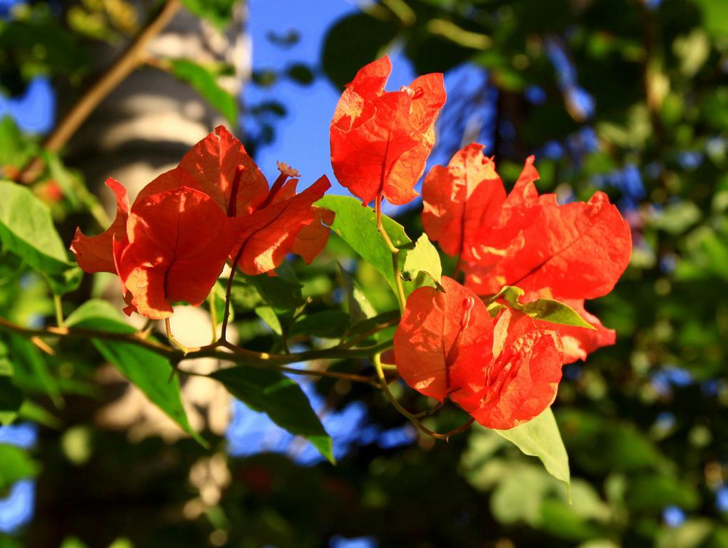 Labellaventura Villa Las Galeras Exteriör bild